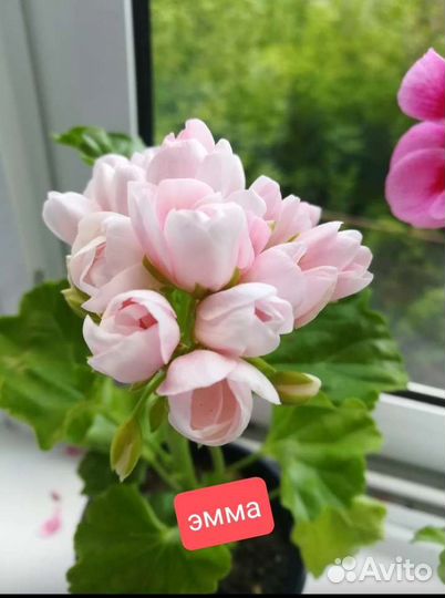 Тюльпановидная пеларгония