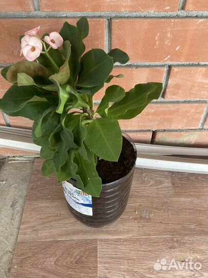 Комнатные цветы