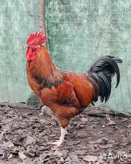 Молодые петухи