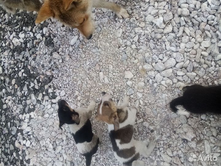 Щенки среднего размера. Искитим