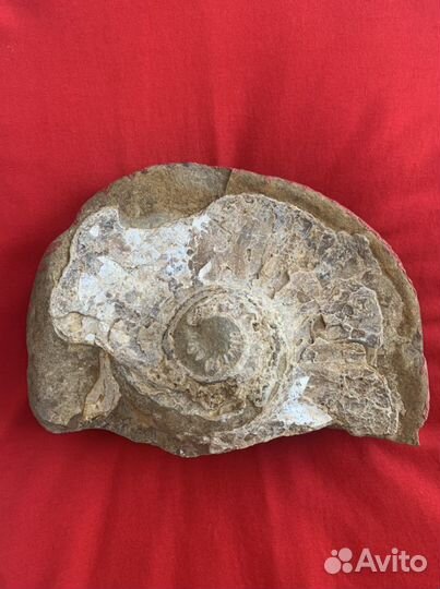 Окаменелость