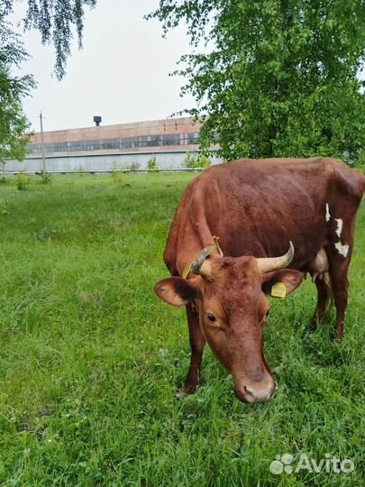 Корова стельная дойная