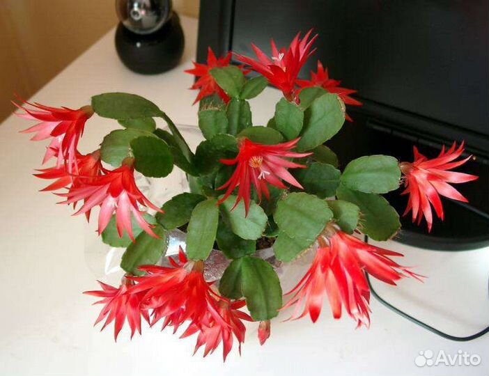 Цветок декабрист