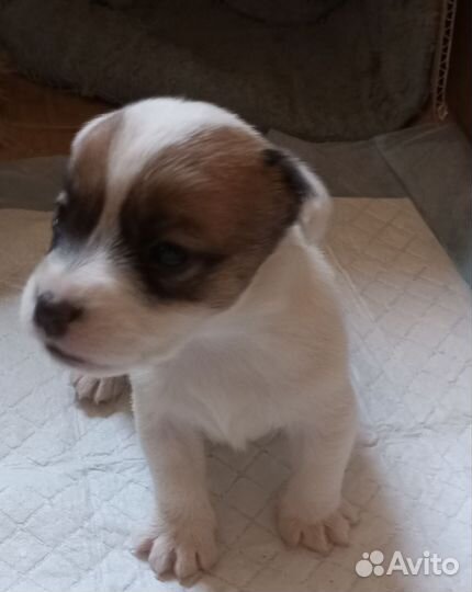 Щенок девочка Джек Рассел высокопородная