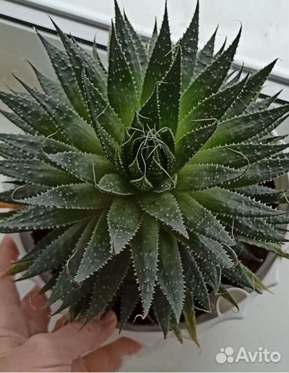 Алое Aristata адаптированный