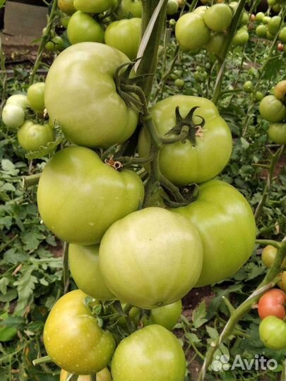 Семена томатами сорта Мануза