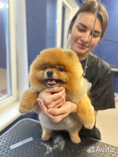 Ищу моделей на стрижку собак