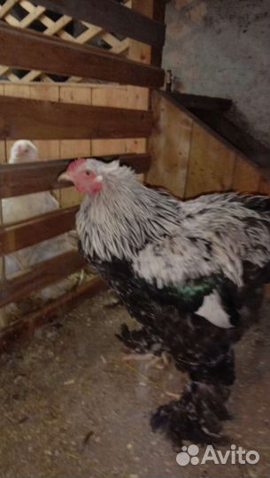 Петух брама