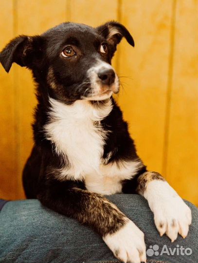 Щенок девочка в добрые руки