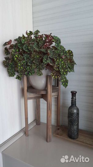 Бегония тигровая