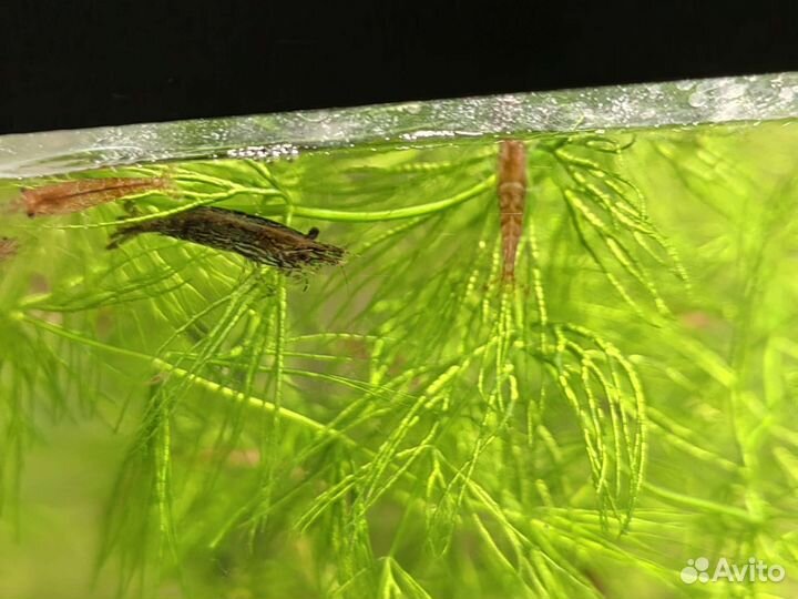 Мелании улитки