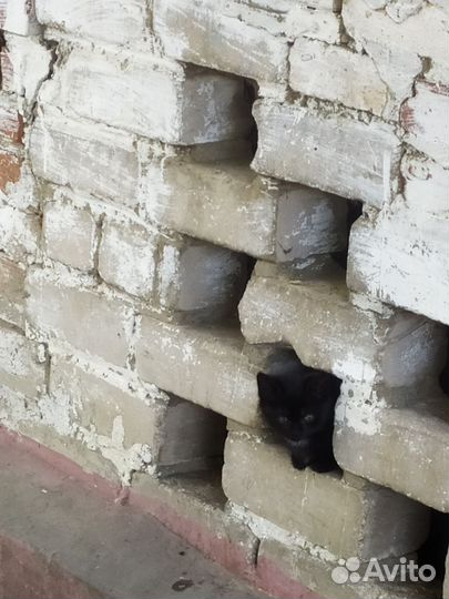 Котята ищут дом