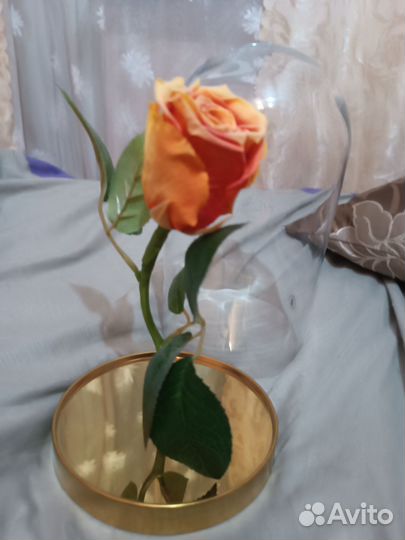 Роза в колбе