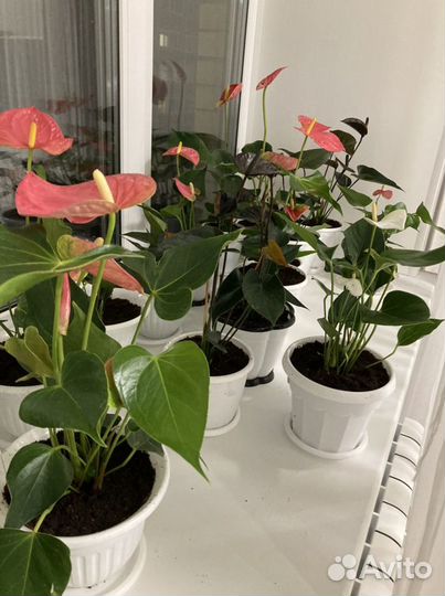 Антуриум разных сортов и другие цветы