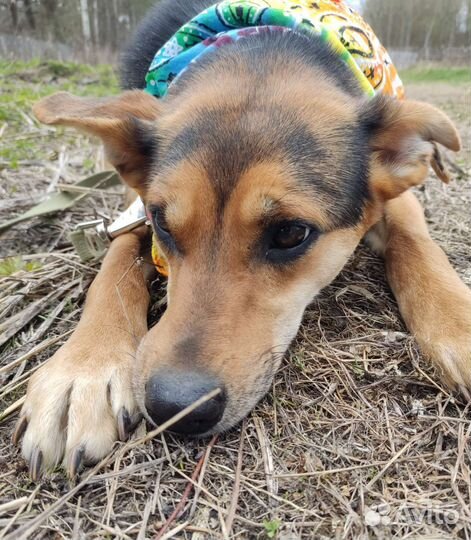 1 в приюте, всю дизнь