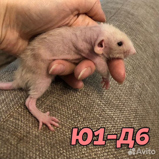 Крысята девочки, кудрявые, дабл-рекс