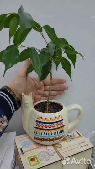 Фикус бенджамина