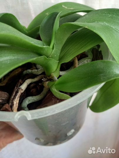 Орхидея фаленопсис