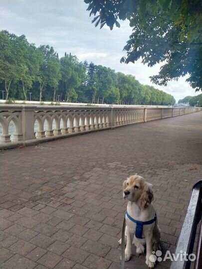 Английский кокер спаниель