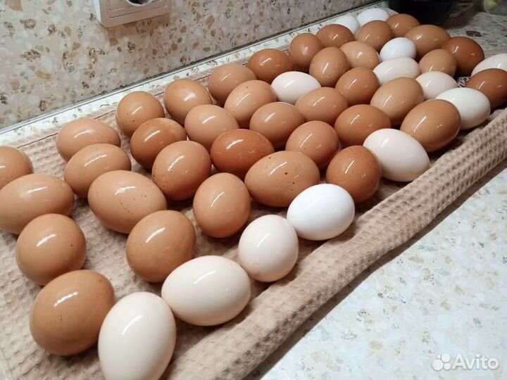 Домашние куриные яйца