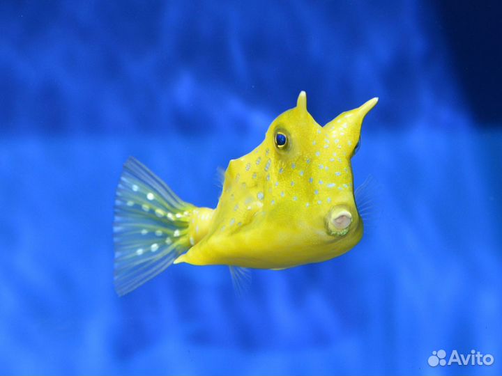 Рыбка Кузовок Длиннорогий желтый