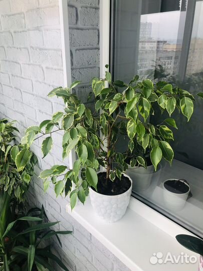 Фикус Бенджамина пестролистный