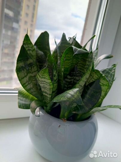 Комнатные цветы, отростки