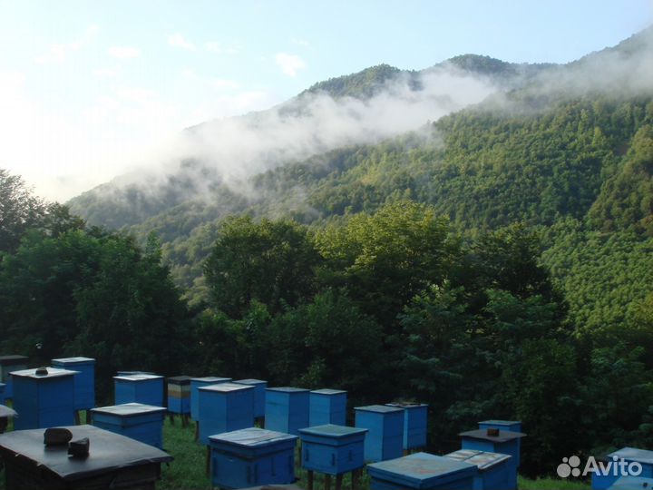 Каштановый мед