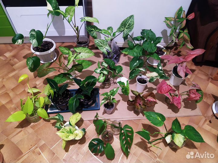Цветы комнат., излишки после пересадки