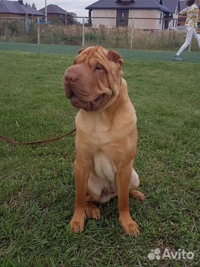 Шарпей вязка