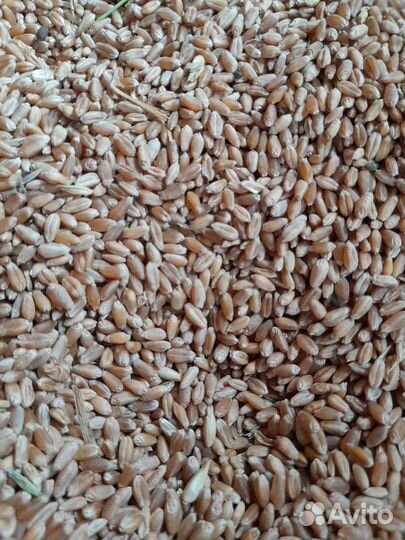 Зерно пшеница