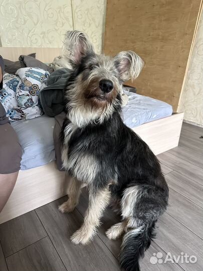 Спасите собаку от приюта