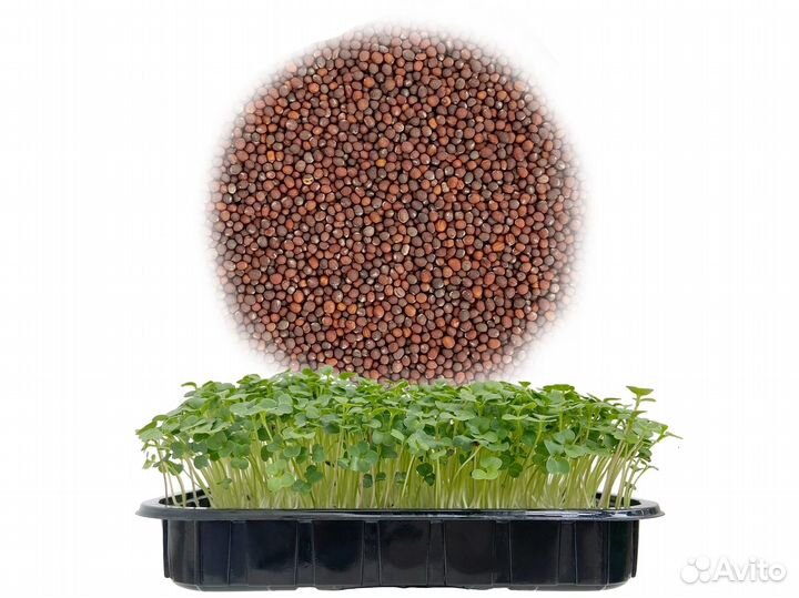 Семена Микрозелень от 50 грамм арт.0053