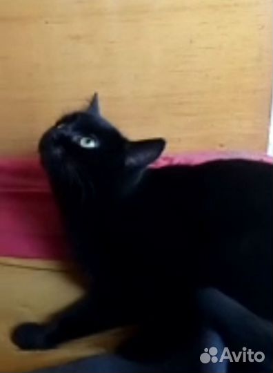 Котик ищет дом