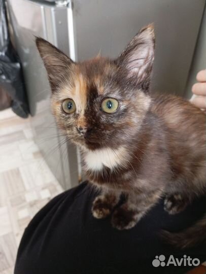 Кошечка в добрые руки