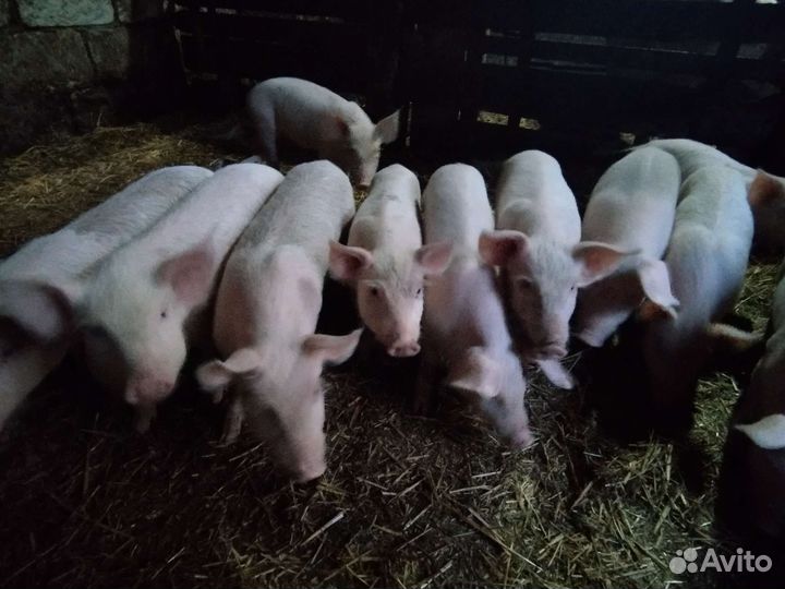 Поросята ландрас