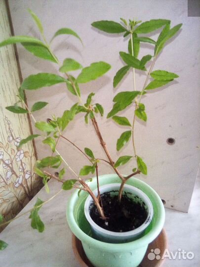 Гранат комнатный