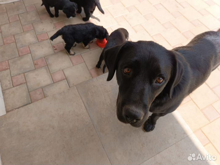 Собаки щенки