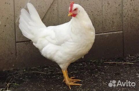 Куры, Несушки, Молодки, Супер Ник