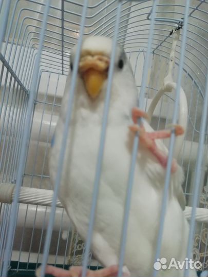 Волнистый попугай с клеткой