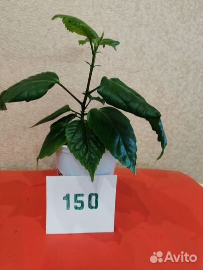 Комнатные растения