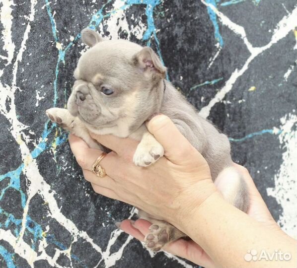 Французский бульдог лилак тан флаффи