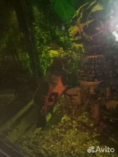 Аквариумные рыбки цихлиды