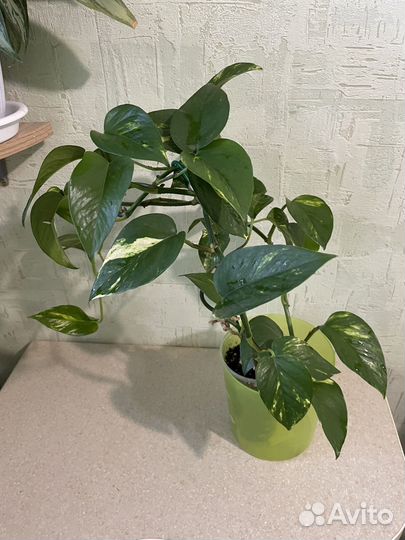 Сциндапсус