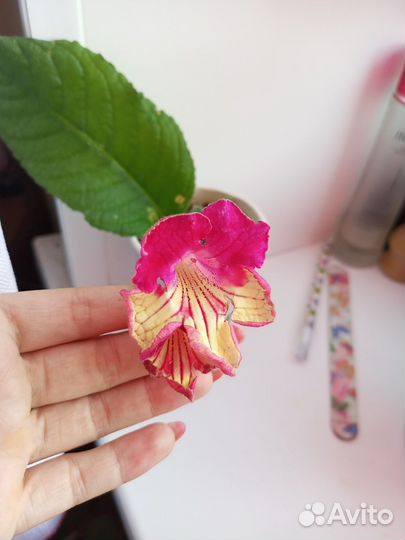 Стептокарпусы