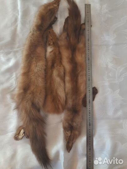 Шкуры куницы