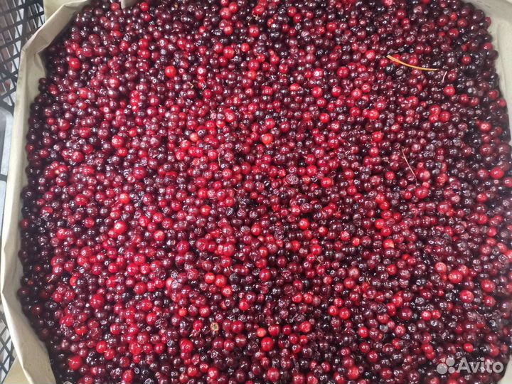 Орех кедровый