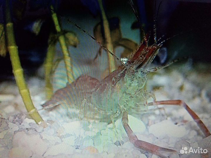 Уничтожитель незванных гостей, макробрахиум