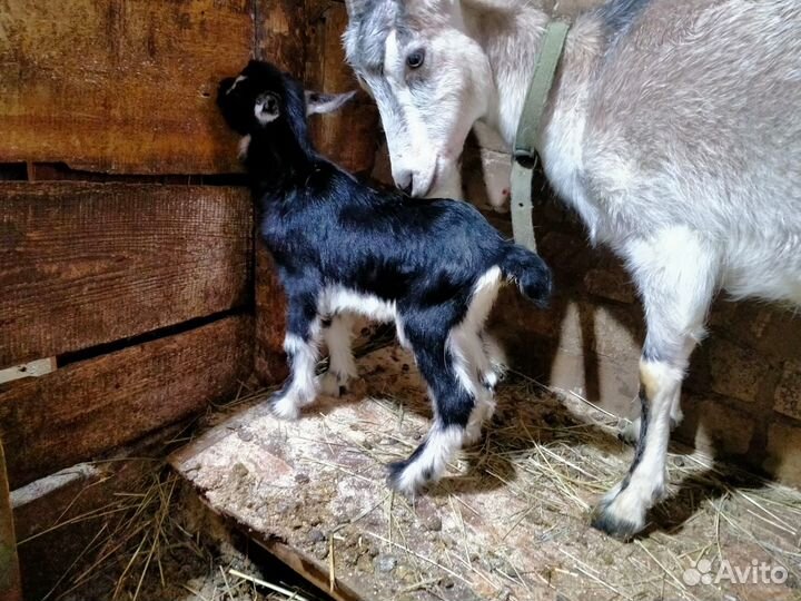 Молоко козье