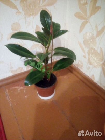 Фикус робуста